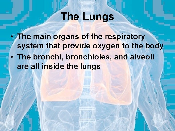 The Lungs • The main organs of the respiratory system that provide oxygen to