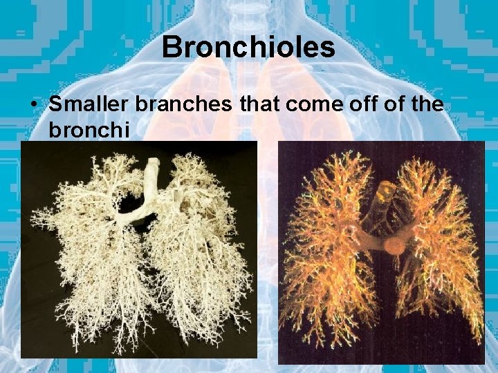 Bronchioles • Smaller branches that come off of the bronchi 