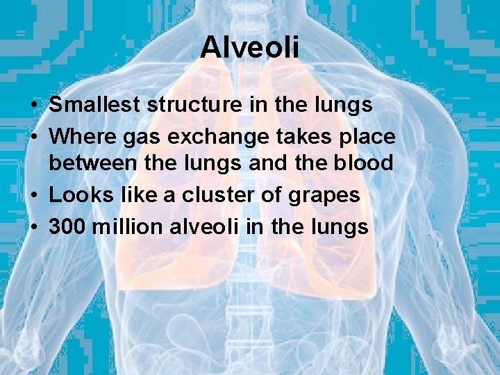 Alveoli • Smallest structure in the lungs • Where gas exchange takes place between