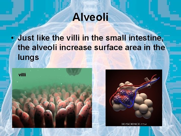 Alveoli • Just like the villi in the small intestine, the alveoli increase surface