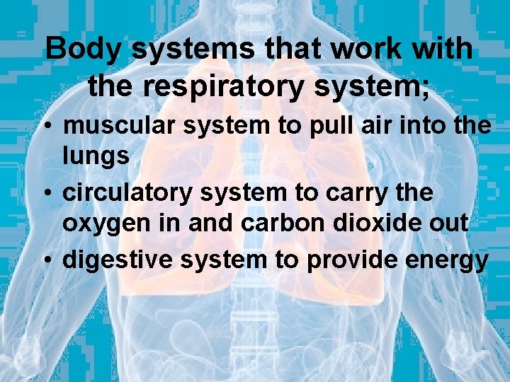 Body systems that work with the respiratory system; • muscular system to pull air