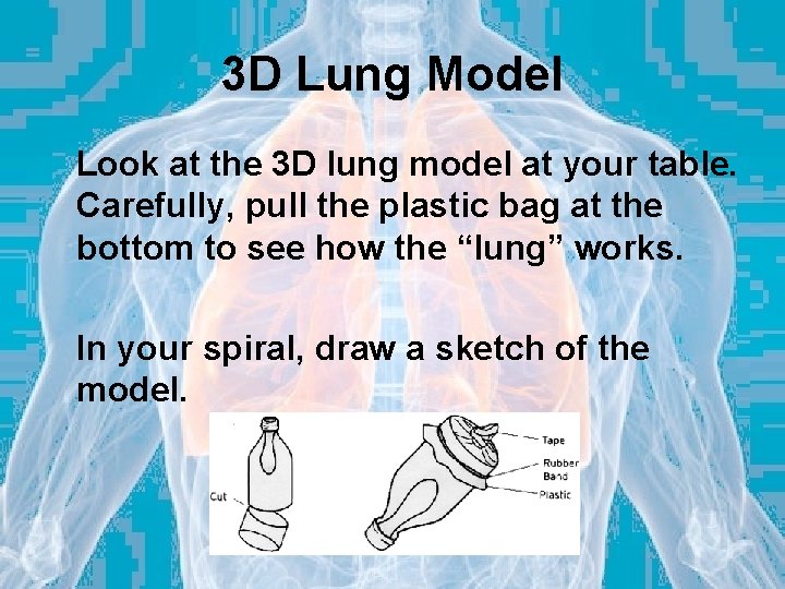 3 D Lung Model Look at the 3 D lung model at your table.