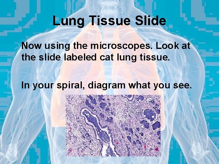 Lung Tissue Slide Now using the microscopes. Look at the slide labeled cat lung