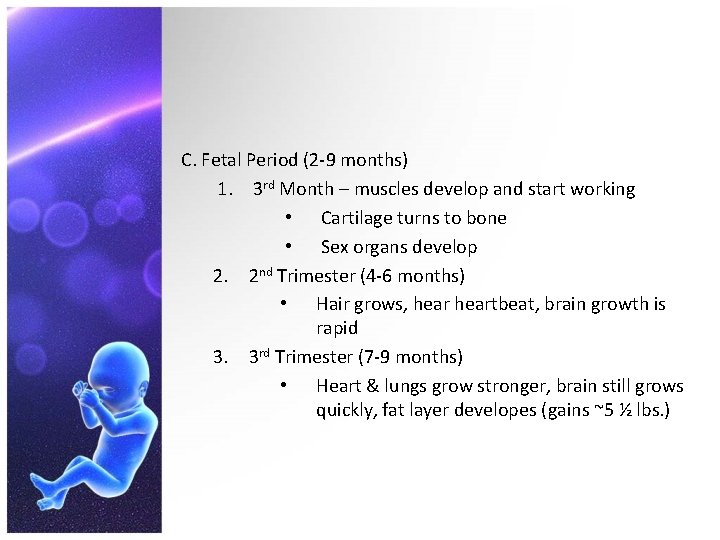 C. Fetal Period (2 -9 months) 1. 3 rd Month – muscles develop and
