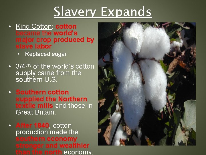 Slavery Expands • King Cotton: cotton became the world’s major crop produced by slave