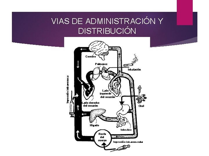 VIAS DE ADMINISTRACIÓN Y DISTRIBUCIÓN 