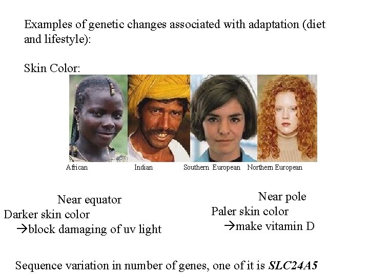 Examples of genetic changes associated with adaptation (diet and lifestyle): Skin Color: African Indian Examples of genetic changes associated with adaptation (diet and lifestyle): Skin Color: African Indian