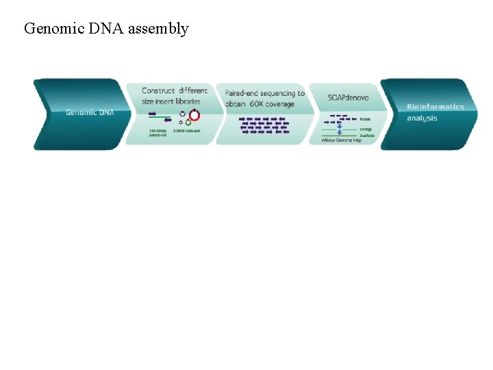 Genomic DNA assembly Genomic DNA assembly