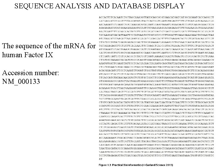SEQUENCE ANALYSIS AND DATABASE DISPLAY The sequence of the m. RNA for human Factor SEQUENCE ANALYSIS AND DATABASE DISPLAY The sequence of the m. RNA for human Factor