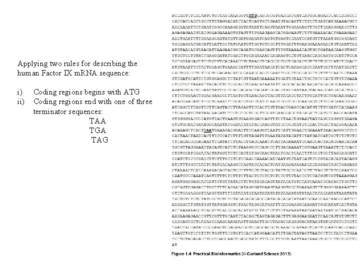 Applying two rules for describing the human Factor IX m. RNA sequence: i) ii) Applying two rules for describing the human Factor IX m. RNA sequence: i) ii)