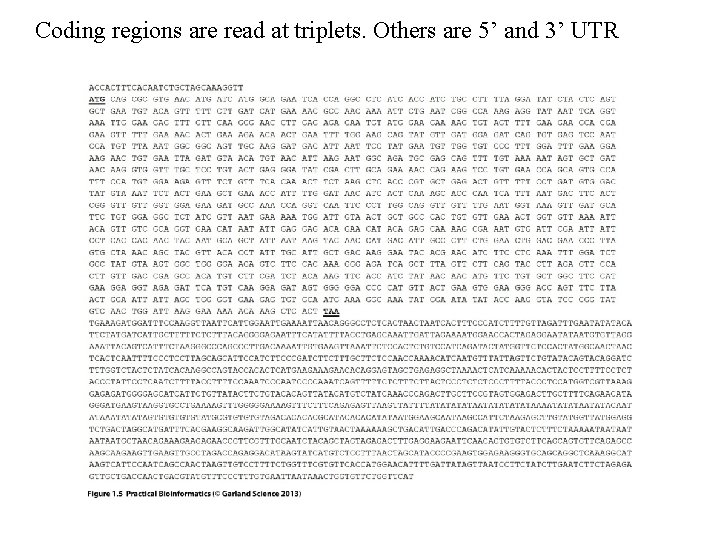 Coding regions are read at triplets. Others are 5’ and 3’ UTR Coding regions are read at triplets. Others are 5’ and 3’ UTR