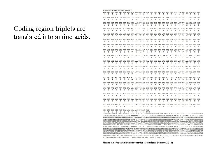 Coding region triplets are translated into amino acids. Coding region triplets are translated into amino acids.
