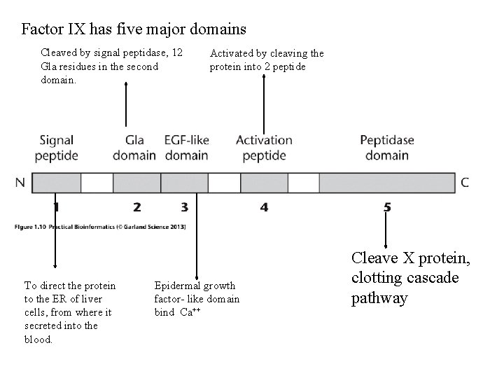 Factor IX has five major domains Cleaved by signal peptidase, 12 Gla residues in Factor IX has five major domains Cleaved by signal peptidase, 12 Gla residues in