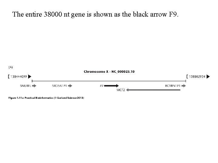 The entire 38000 nt gene is shown as the black arrow F 9. The entire 38000 nt gene is shown as the black arrow F 9.