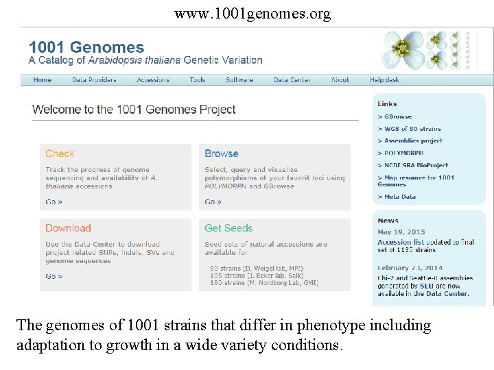 www. 1001 genomes. org The genomes of 1001 strains that differ in phenotype including www. 1001 genomes. org The genomes of 1001 strains that differ in phenotype including