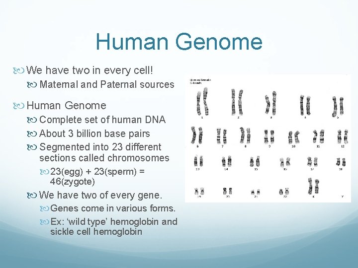 Human Genome We have two in every cell! Maternal and Paternal sources Human Genome