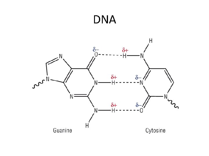 DNA 