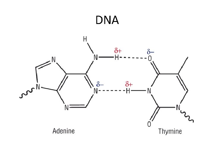 DNA 
