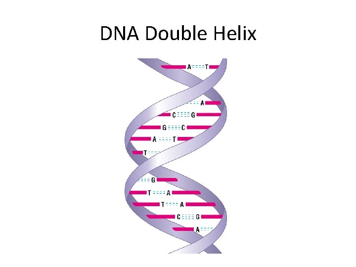 DNA Double Helix 