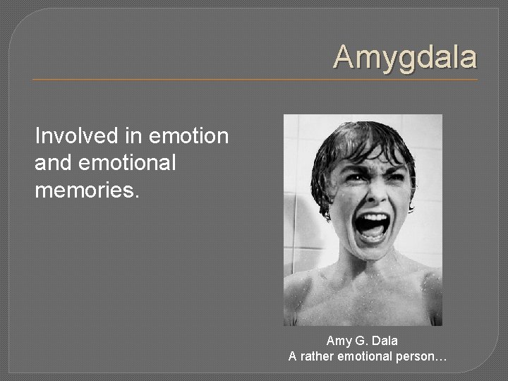 Amygdala Involved in emotion and emotional memories. Amy G. Dala A rather emotional person…