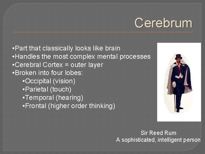Cerebrum • Part that classically looks like brain • Handles the most complex mental