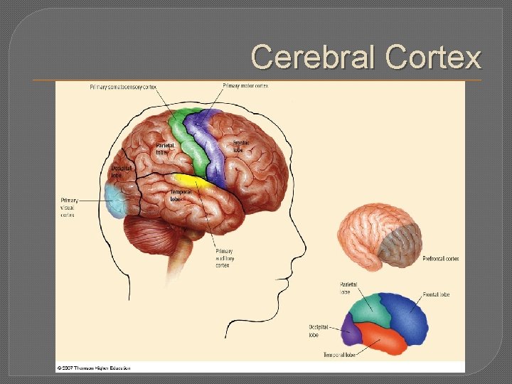 Cerebral Cortex 