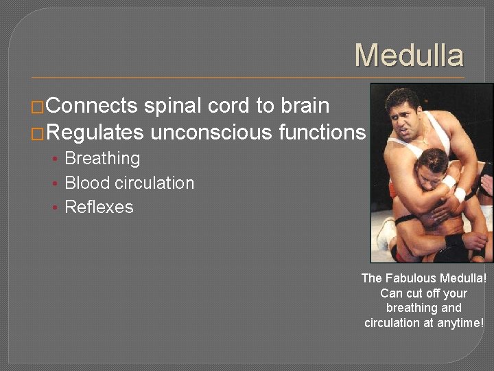 Medulla �Connects spinal cord to brain �Regulates unconscious functions • Breathing • Blood circulation