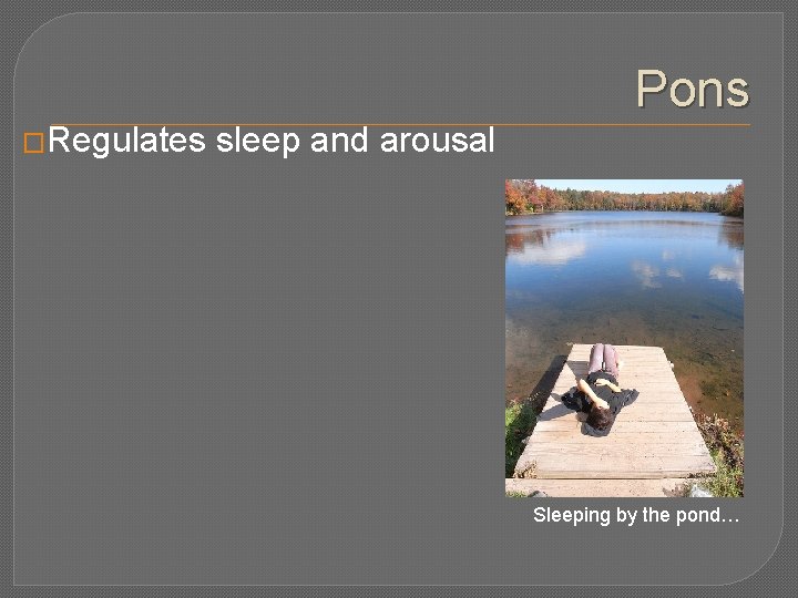 Pons �Regulates sleep and arousal Sleeping by the pond… 