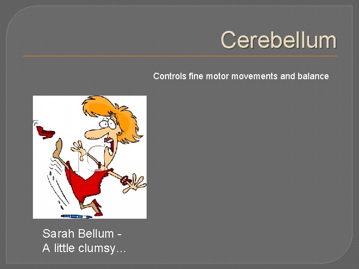 Cerebellum Controls fine motor movements and balance Sarah Bellum A little clumsy… 