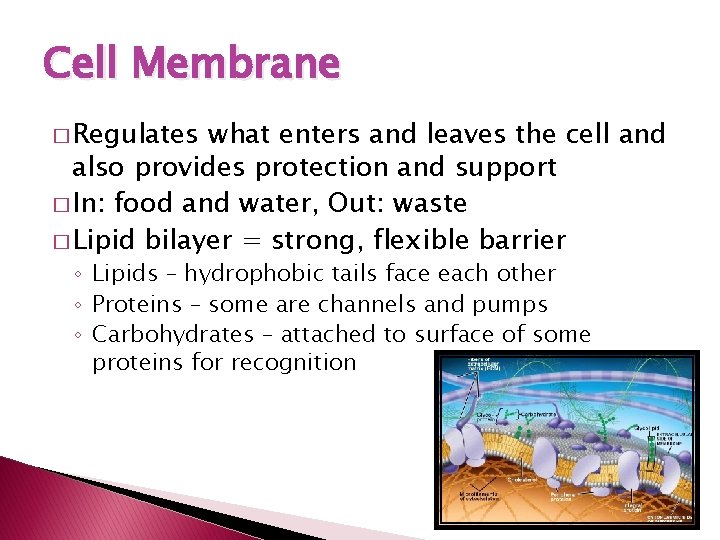 Cell Membrane � Regulates what enters and leaves the cell and also provides protection