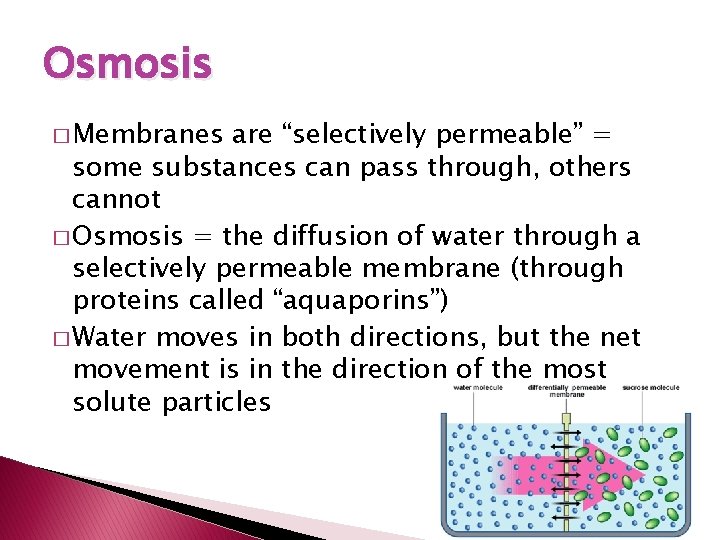 Osmosis � Membranes are “selectively permeable” = some substances can pass through, others cannot
