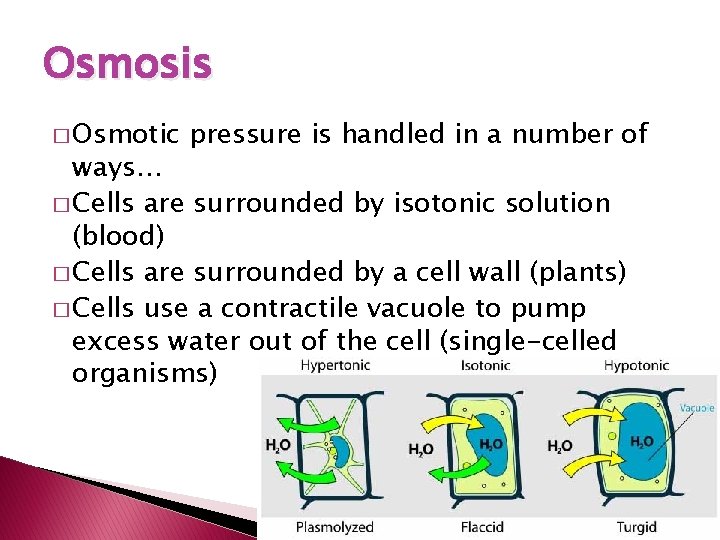 Osmosis � Osmotic pressure is handled in a number of ways… � Cells are