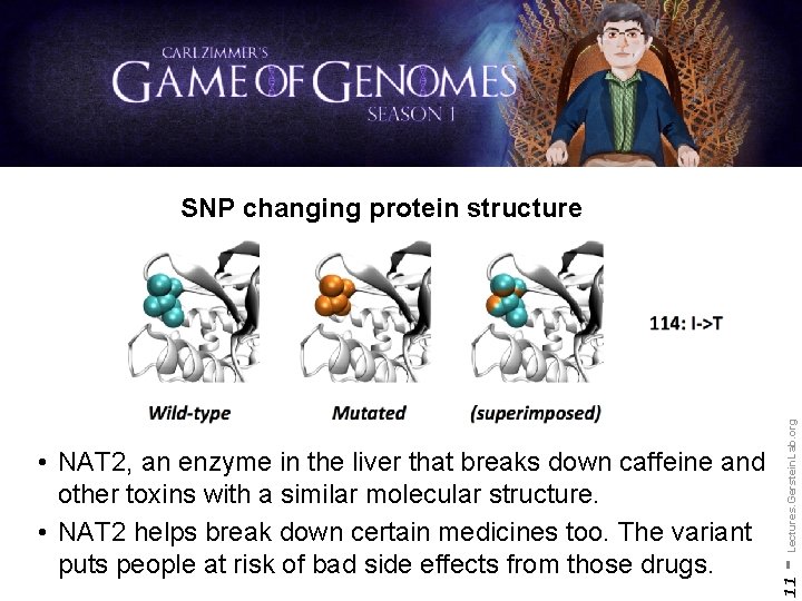 11 • NAT 2, an enzyme in the liver that breaks down caffeine and