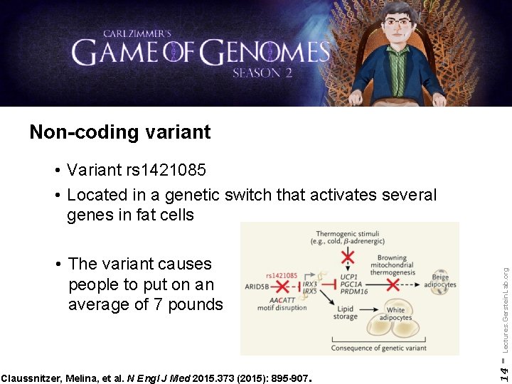 Non-coding variant • Variant rs 1421085 • Located in a genetic switch that activates