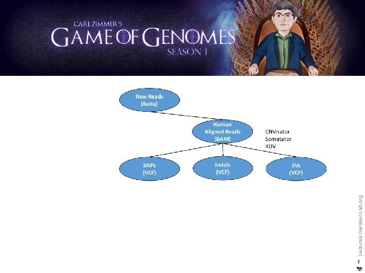 4 - Lectures. Gerstein. Lab. org 