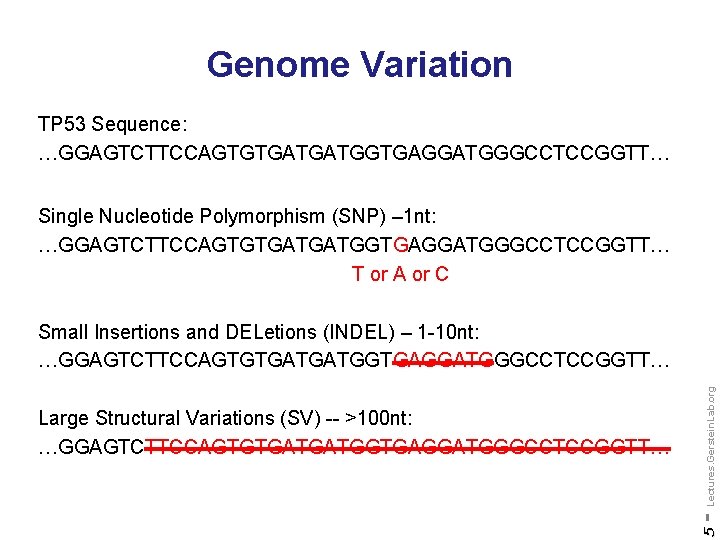 Genome Variation TP 53 Sequence: …GGAGTCTTCCAGTGTGATGATGGTGAGGATGGGCCTCCGGTT… Single Nucleotide Polymorphism (SNP) – 1 nt: …GGAGTCTTCCAGTGTGATGATGGTGAGGATGGGCCTCCGGTT…