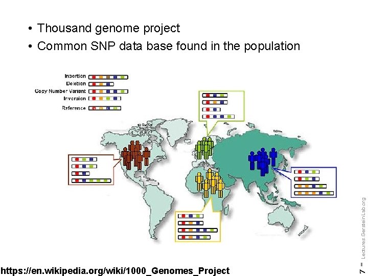 7 https: //en. wikipedia. org/wiki/1000_Genomes_Project - Lectures. Gerstein. Lab. org • Thousand genome project