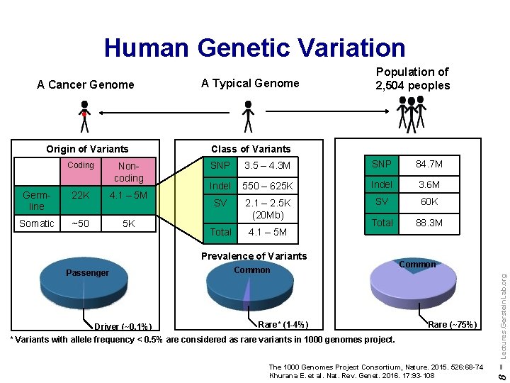 Human Genetic Variation Origin of Variants Class of Variants Coding Noncoding Germline 22 K