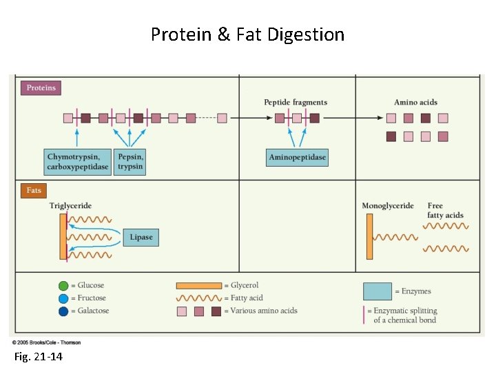 Protein & Fat Digestion Fig. 21 -14 