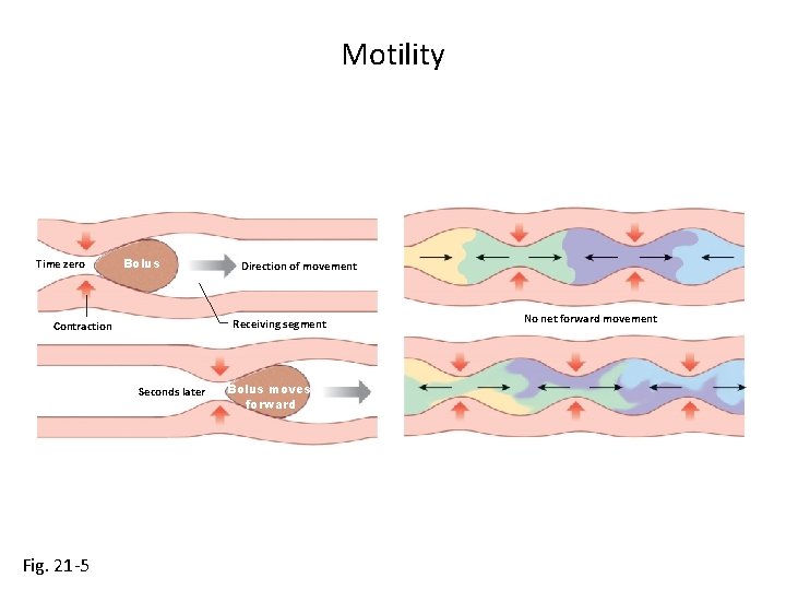 Motility Time zero Bolus Receiving segment Contraction Seconds later Fig. 21 -5 Direction of