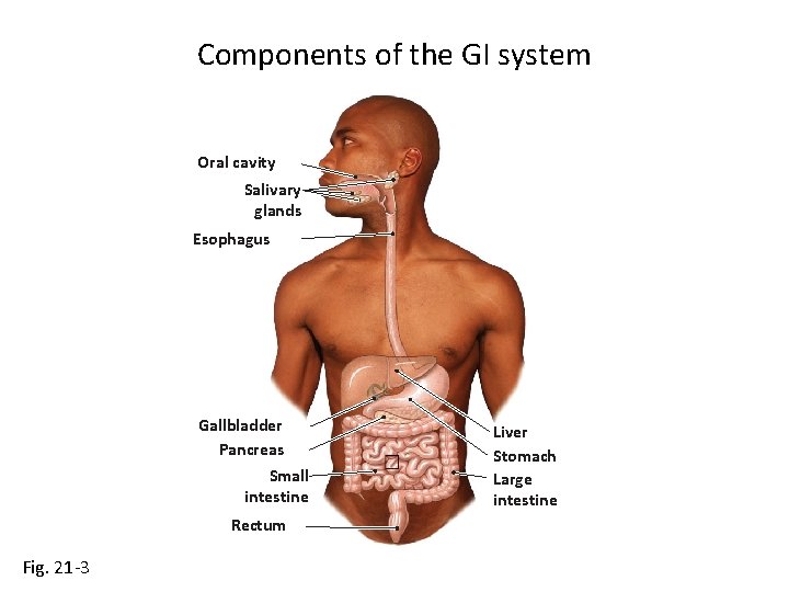 Components of the GI system Oral cavity Salivary glands Esophagus Gallbladder Pancreas Small intestine
