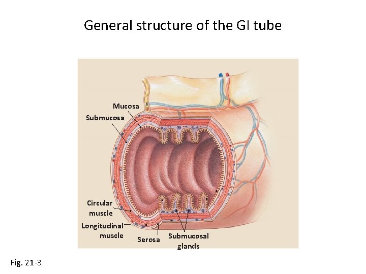 General structure of the GI tube Mucosa Submucosa Circular muscle Longitudinal muscle Fig. 21