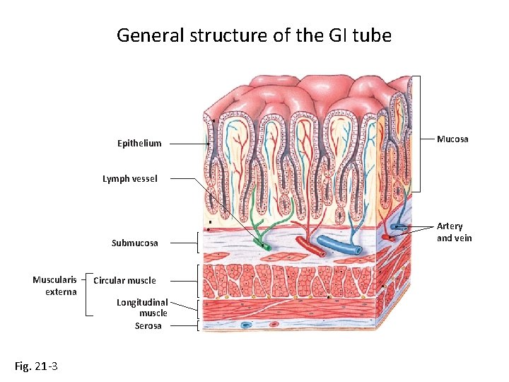 General structure of the GI tube Epithelium Mucosa Lymph vessel Submucosa Muscularis externa Fig.