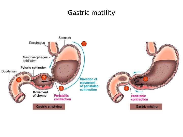 Gastric motility 