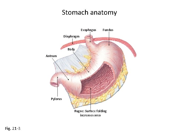 Stomach anatomy Esophagus Fundus Diaphragm Body Antrum Pylorus Rugae: Surface folding increases area Fig.
