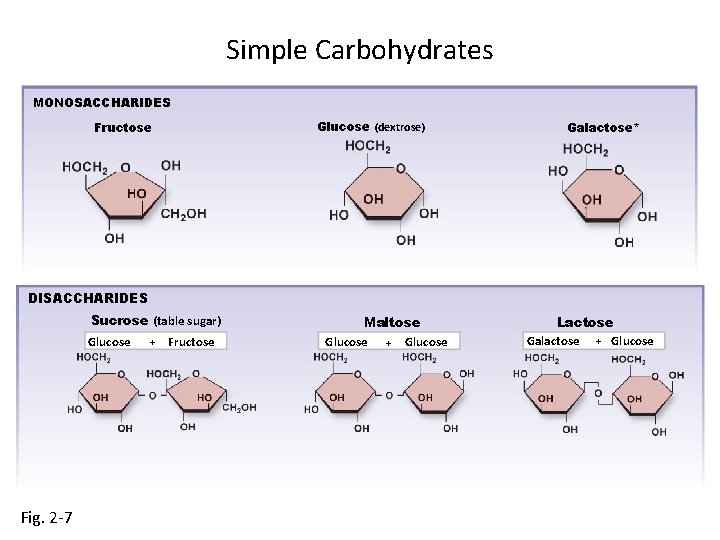 Simple Carbohydrates MONOSACCHARIDES Glucose (dextrose) Fructose Galactose* DISACCHARIDES Sucrose (table sugar) Glucose Fig. 2
