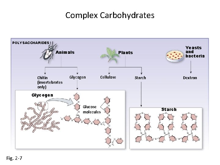 Complex Carbohydrates POLYSACCHARIDES Animals Chitin (invertebrates only) Yeasts and bacteria Plants Glycogen Cellulose Dextran