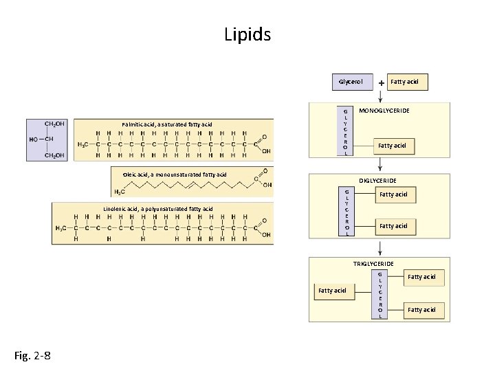 Lipids Glycerol Palmitic acid, a saturated fatty acid G L Y C E R