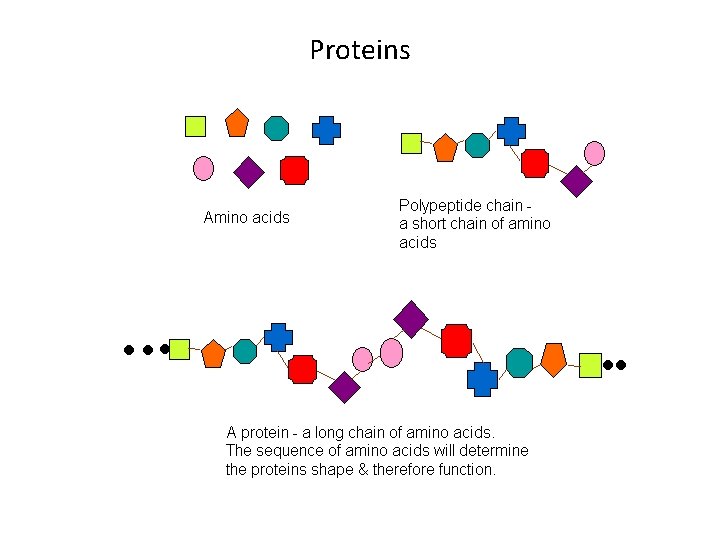 Proteins 