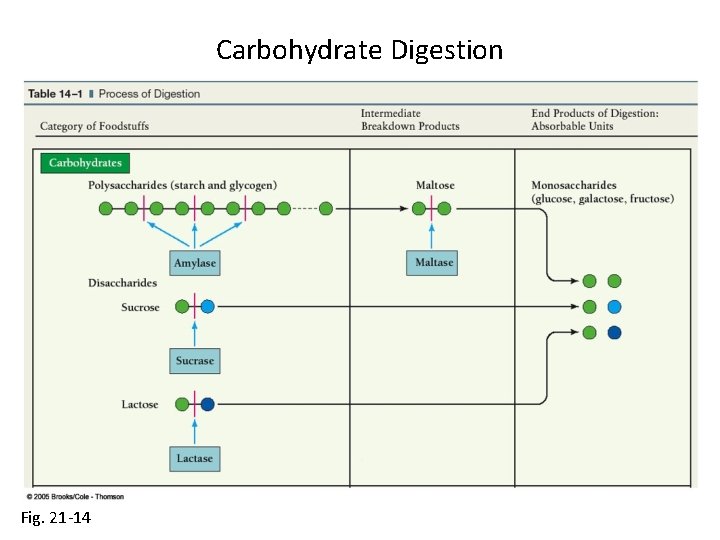 Carbohydrate Digestion Fig. 21 -14 